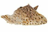 Cretaceous Crocodile Jaw Section With Composite Tooth #133347-1